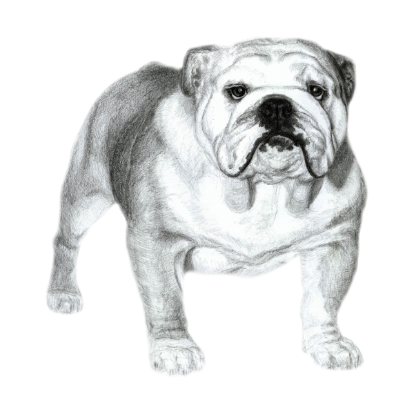 Бульдог карандашом
