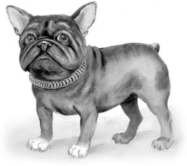 Бульдог Булька Лев Николаевич толстой