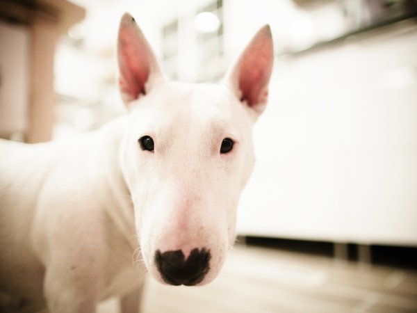 Бультерьер собака белая