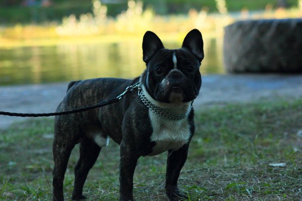 Щенок Булька