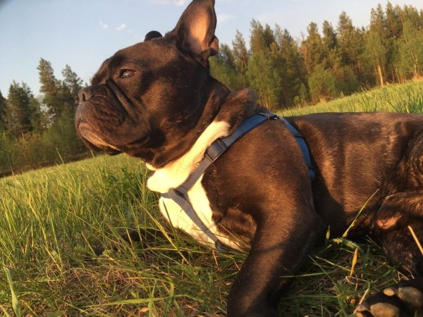 Бульки собаки