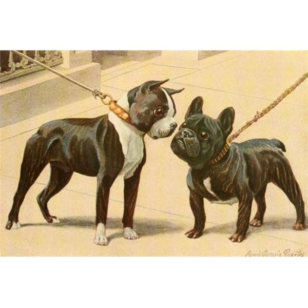 Бостон-терьер и французский бульдог щенки