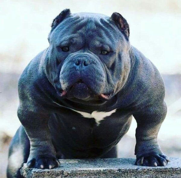 Американская Булька