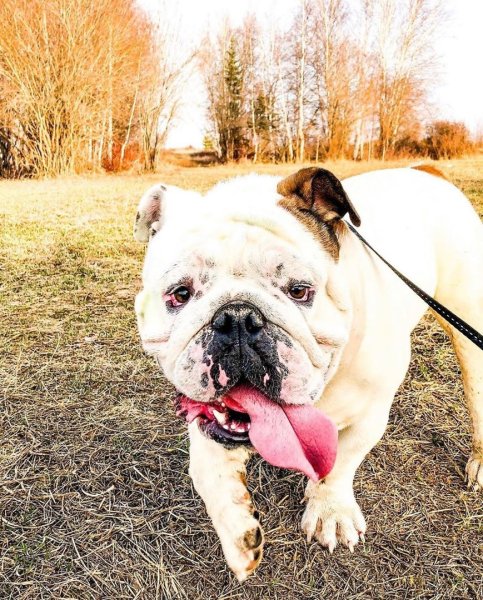 Булька собака