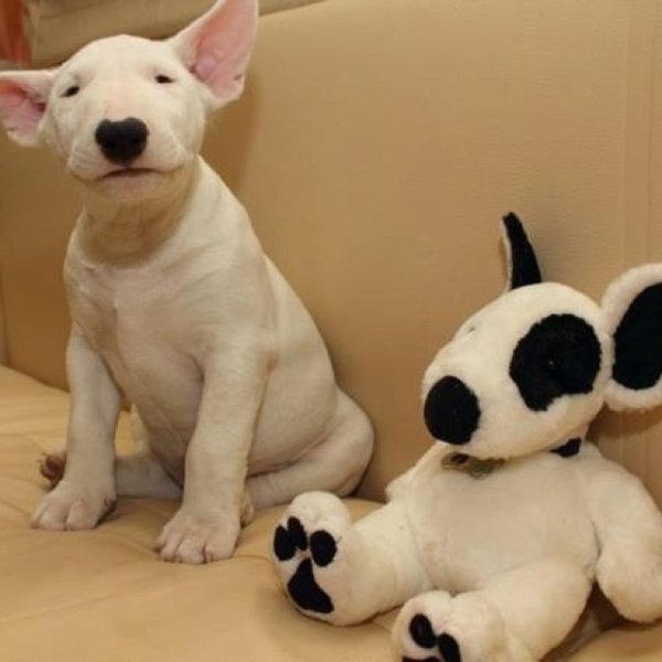 Булька бультерьер