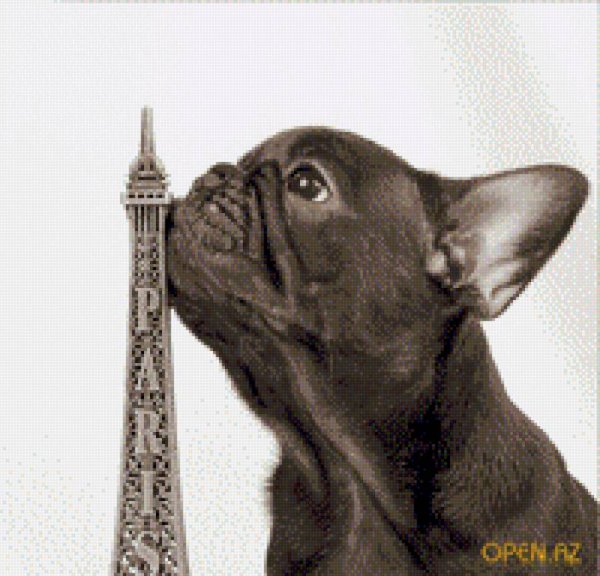 Вышивка ученый француз собачка