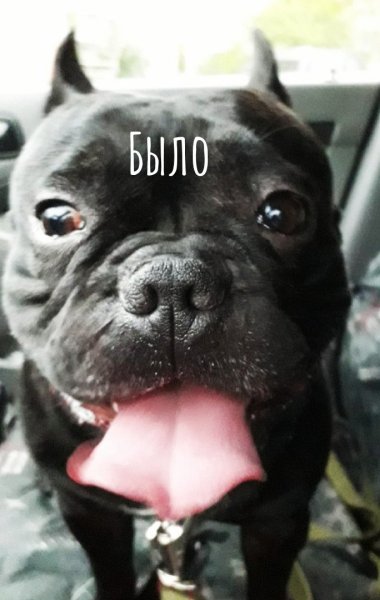 Бульдог Булька