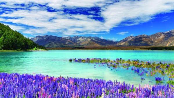 Озеро Текапо (Lake Tekapo)