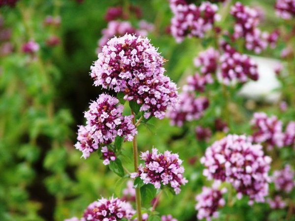 Душица обыкновенная Origanum vulgare l.