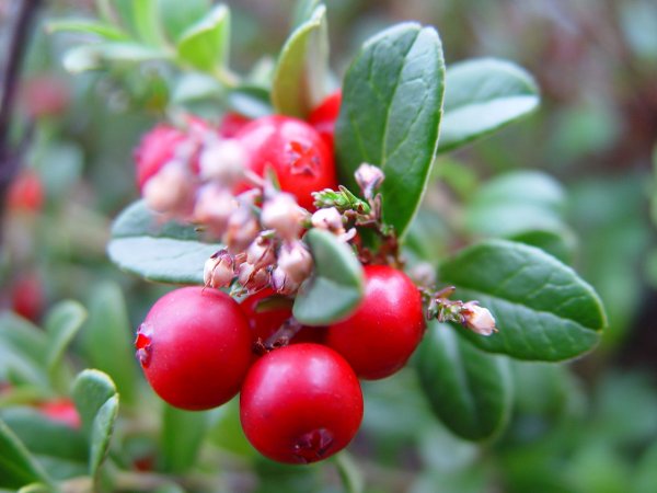 Брусника обыкновенная Red Pearl
