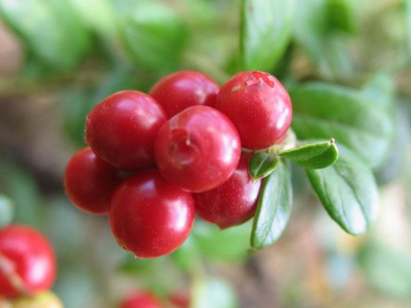 Брусника (Vaccinium Vitis-idaea)