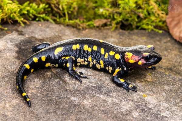 Огненная саламандра Salamandra Salamandra