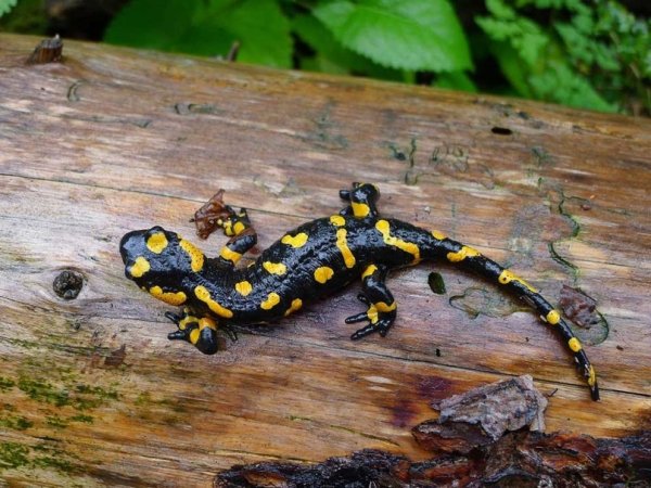 Огненная саламандра метаморфоз