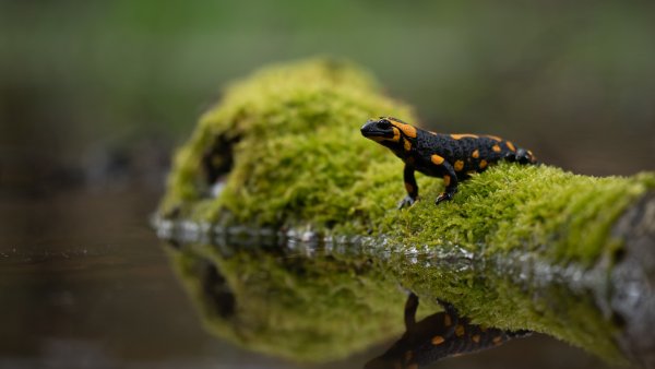 Бородавчатый крокодиловый Тритон