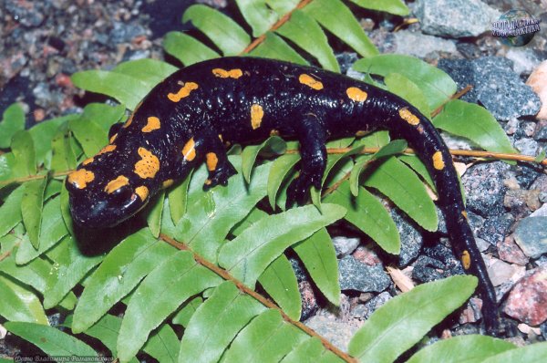 Огненная саламандра земноводное