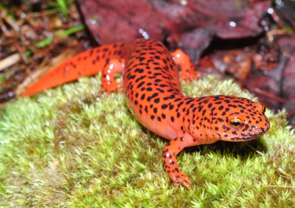 Огненная саламандра хвостатые