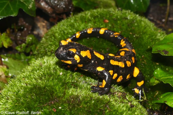 Саламандра обыкновенная