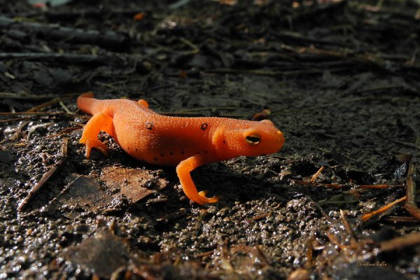 Огненная саламандра