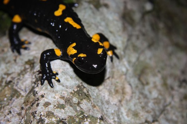 Тигровая амбистома