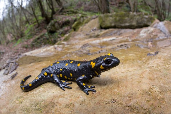 Бородавчатый крокодиловый Тритон