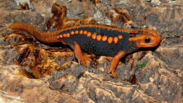 Золотистополосая саламандра