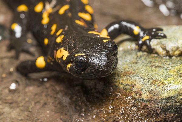 Огненная саламандра рат