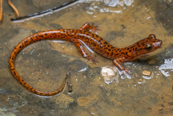 Огненная саламандра земноводное