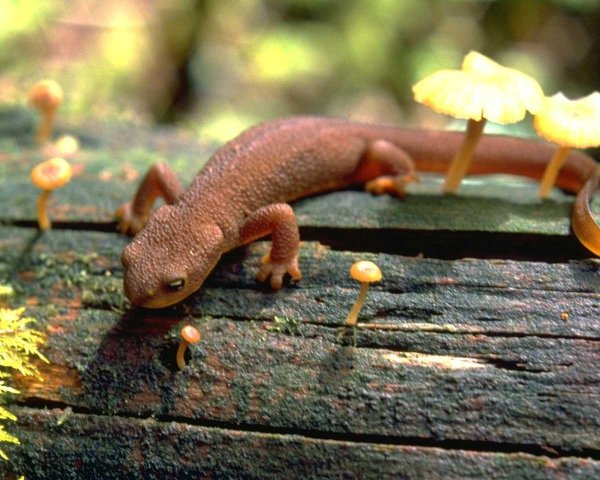 Саламандра обыкновенная