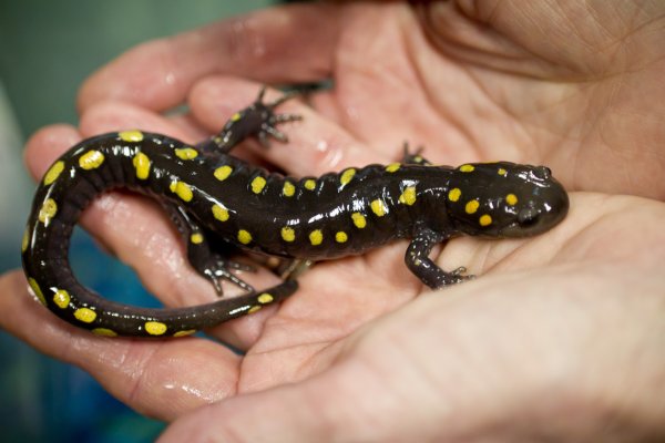 Восточноамериканский Тритон