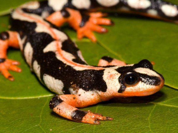 Уссурийский когтистый Тритон