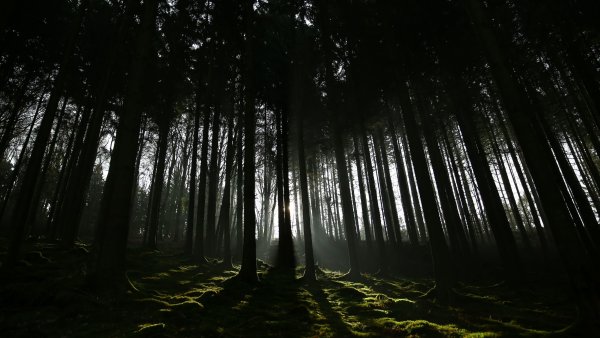 Мрачная природа
