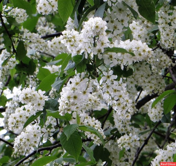 Картинки черемуха (46 фото)