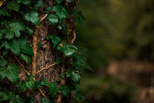 Плющ Лесной