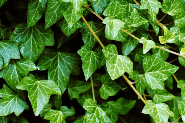 Плющ Гринхарт