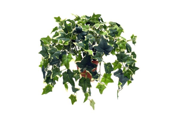 Плющ Хедера комнатный