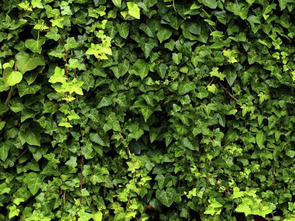 Перепончатый плющ