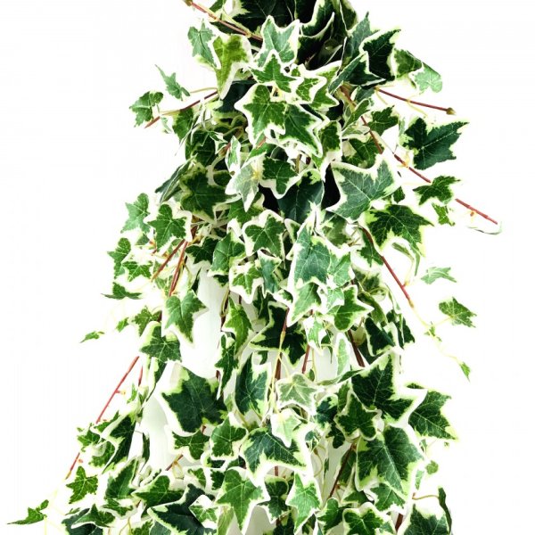 Плющ древовидный