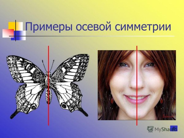 Симметрия в природе бабочка