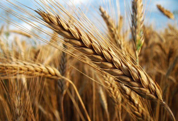 Картинки колос пшеницы (39 фото)