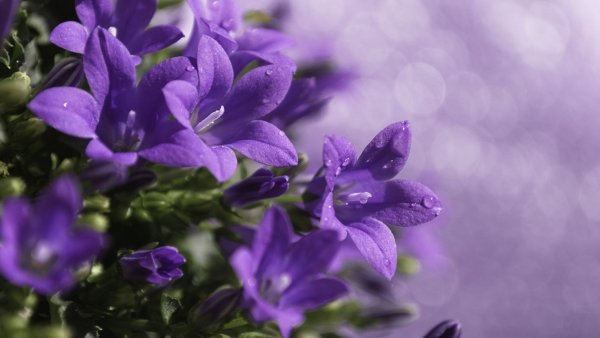 Летние цветы колокольчики