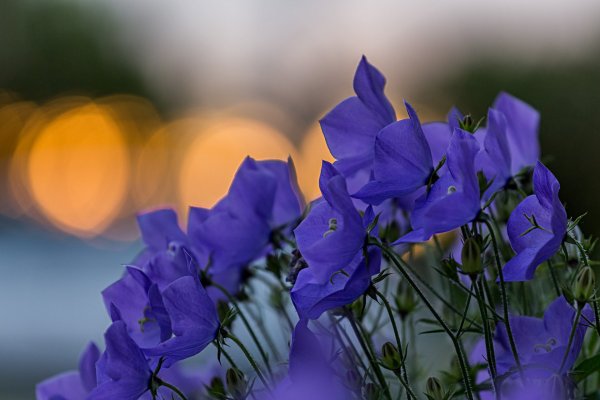 Колокольчик Кампанула Lilac