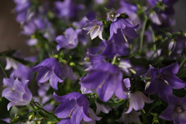 Колокольчик Кампанула Lilac
