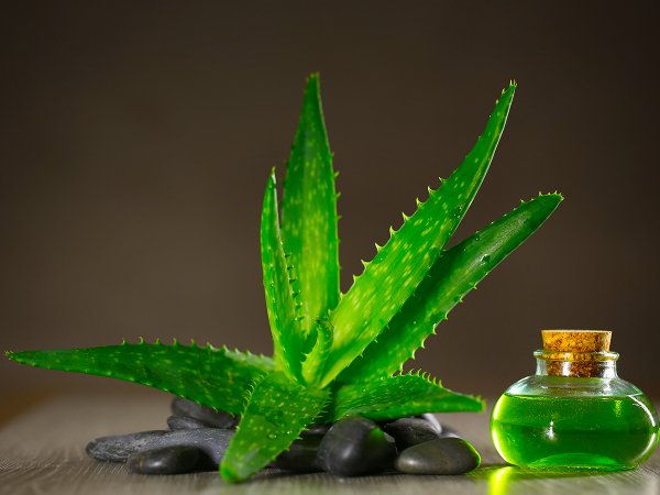 Родина алоэ Вера