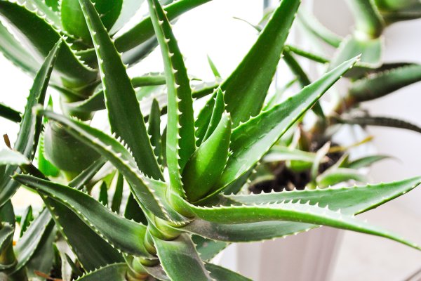 Алоэ Вера древовидное столетник