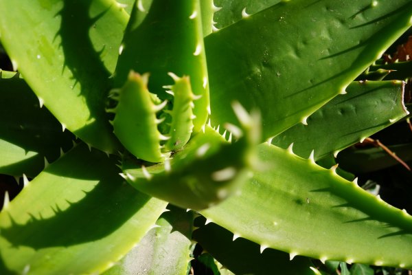 Алоэ перистое