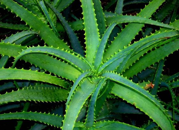 Алоэ древовидное столетник