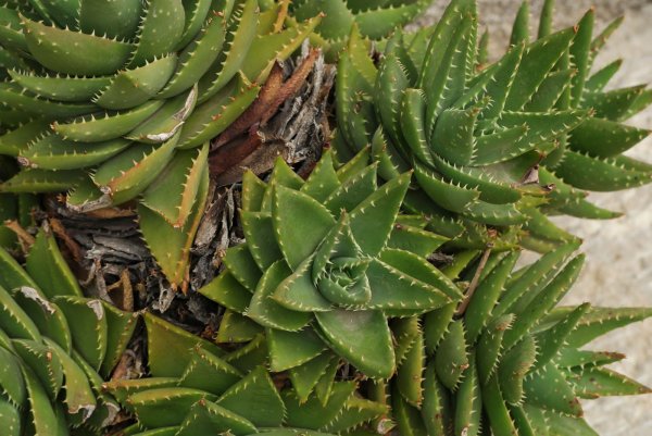 Алоэ Вера 4k