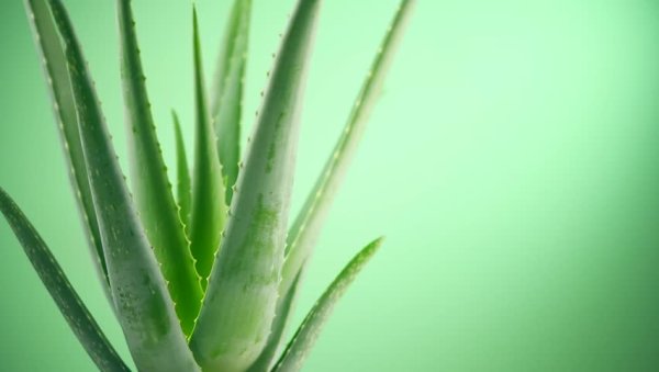 Алоэ Вера широколистный