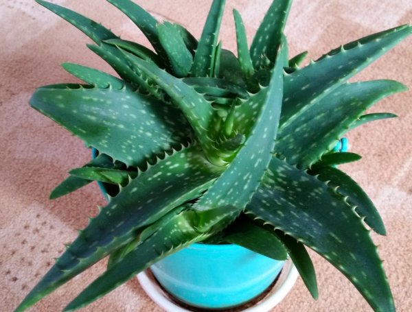 Алоэ Вера розовый