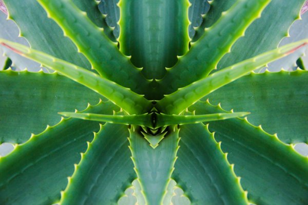 Алоэ Вера куст